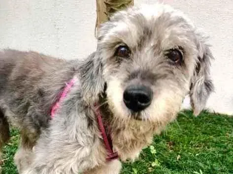 Cachorro raça Srd idade 5 anos nome Misty