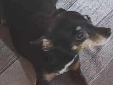 Cachorro ra a Pinscher idade 6 ou mais anos nome Dona