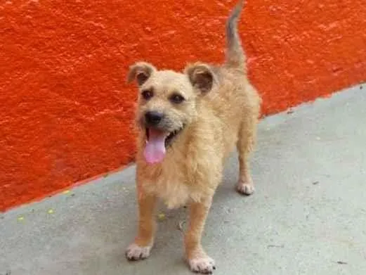 Cachorro raça SRD-ViraLata idade 2 anos nome Noah