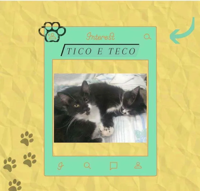 Gato ra a srd idade 2 a 6 meses nome Tico e Teco
