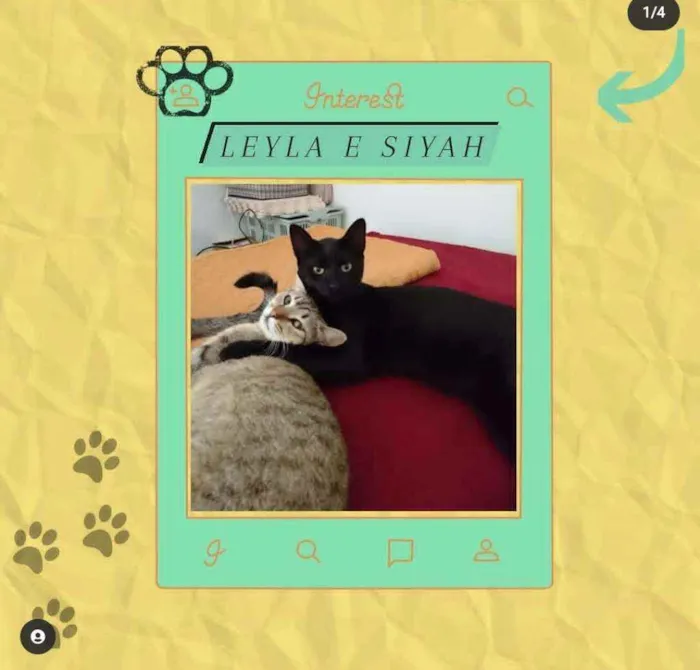 Gato ra a srd idade 7 a 11 meses nome Leyla e Siyah