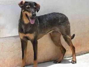 Cachorro raça Vira lata  idade 1 ano nome Mary 