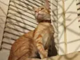 Reginaldo