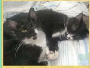 Gato raça srd idade 2 a 6 meses nome Tico e Teco