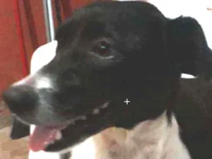 Cachorro raça Vira lata  idade 3 anos nome Bela(belinha)