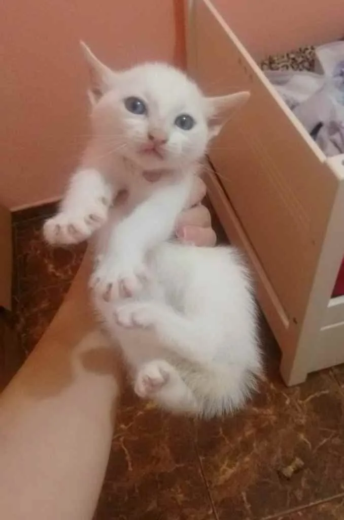 Gato raça RND idade Abaixo de 2 meses nome Floquinha