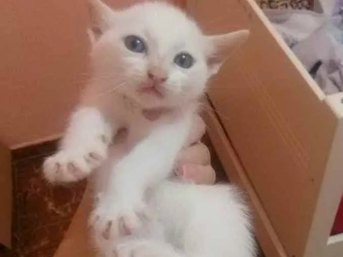 Gato raça RND idade Abaixo de 2 meses nome Floquinha