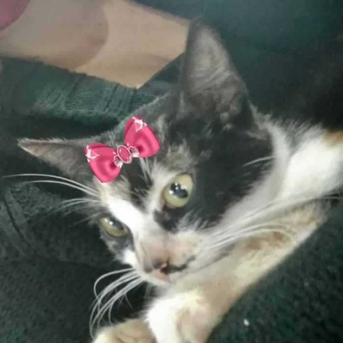 Gato ra a Mestiça  idade 2 a 6 meses nome Penélope 