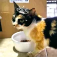 Penélope 
