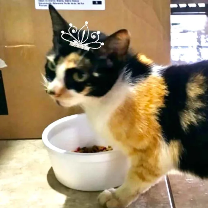 Gato ra a Mestiça  idade 2 a 6 meses nome Penélope 