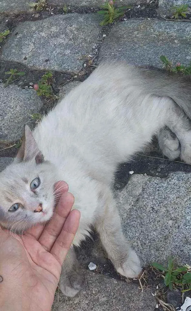 Gato ra a SRD idade 2 a 6 meses nome ...