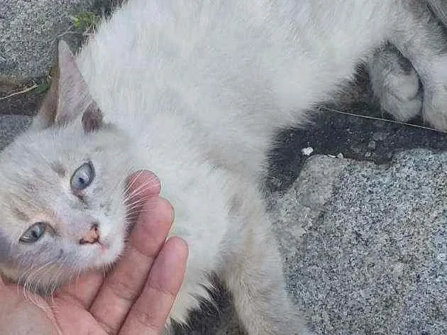 Gato ra a SRD idade 2 a 6 meses nome ...