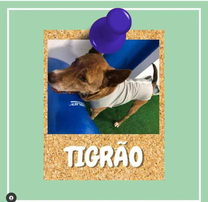 Cachorro ra a SRD-ViraLata idade 6 ou mais anos nome Tigrão