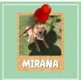 Mirana