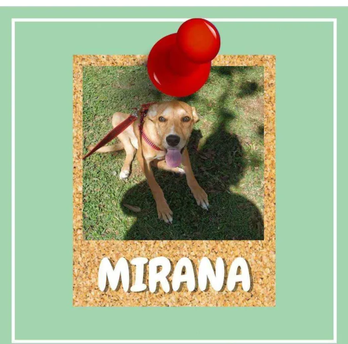 Cachorro ra a srd idade 7 a 11 meses nome Mirana