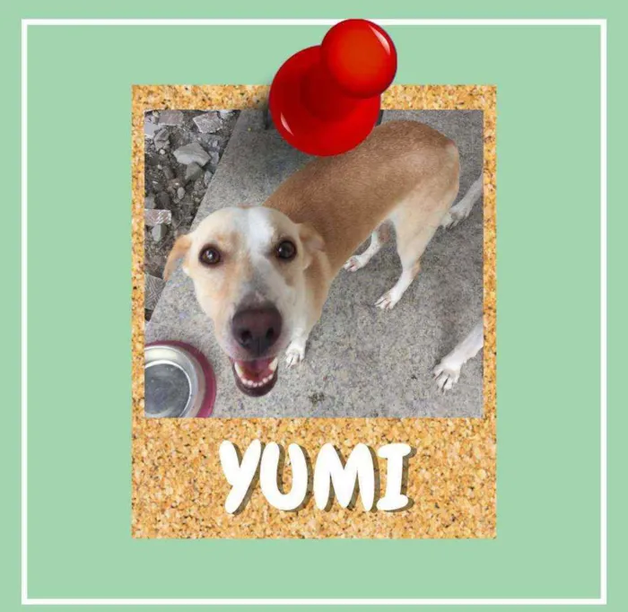 Cachorro ra a SRD-ViraLata idade 2 anos nome Yumi