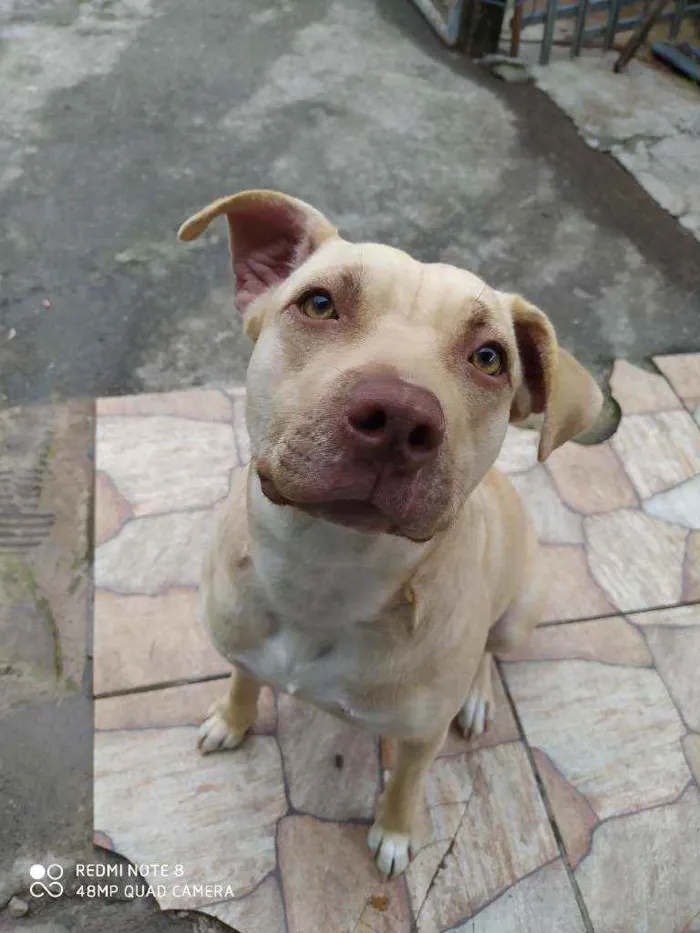 Cachorro raça Pitbull idade 1 ano nome Shiva