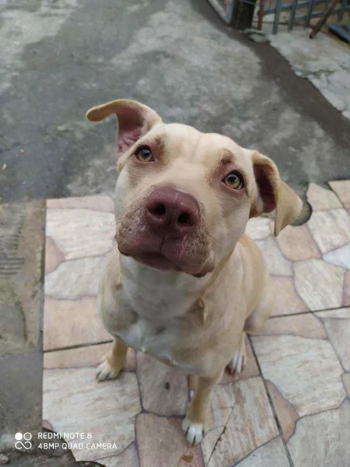 Cachorro raça Pitbull idade 1 ano nome Shiva