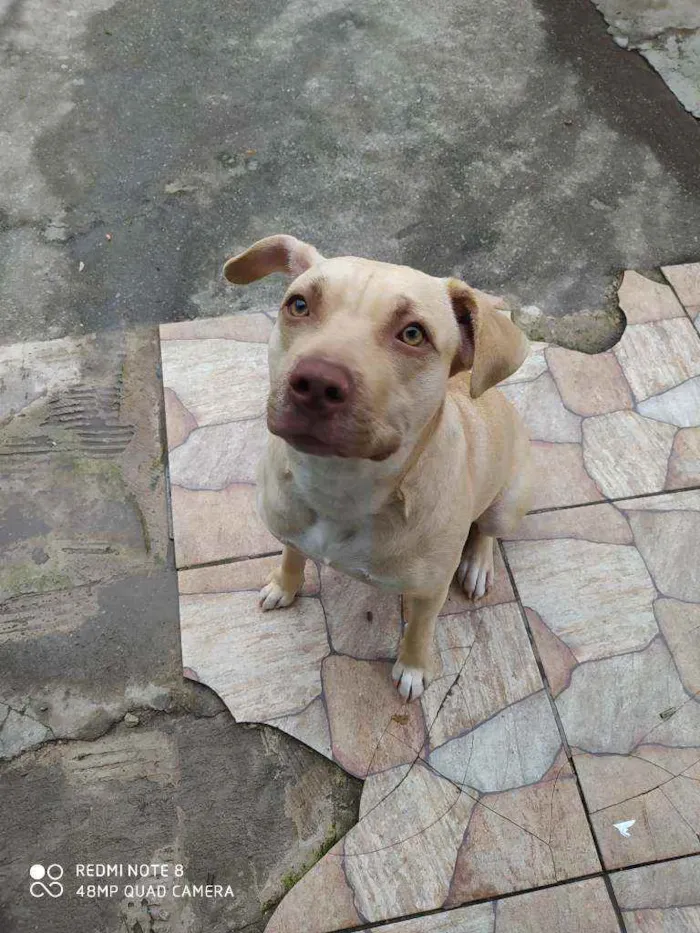 Cachorro raça Pitbull idade 1 ano nome Shiva
