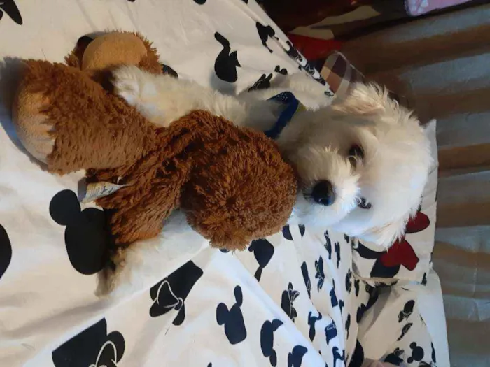 Cachorro ra a Maltês idade 2 anos nome Bolt