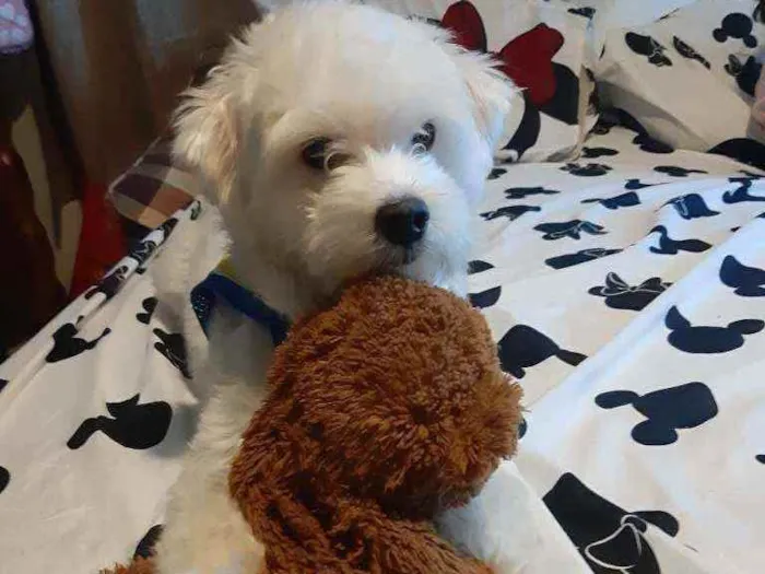 Cachorro ra a Maltês idade 2 anos nome Bolt