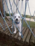 Bolt