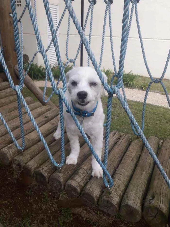 Cachorro ra a Maltês idade 2 anos nome Bolt