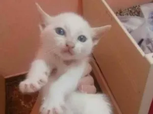 Gato raça RND idade Abaixo de 2 meses nome Floquinha