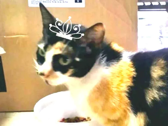 Gato ra a Mestiça  idade 2 a 6 meses nome Penélope 