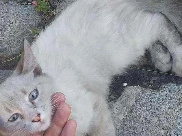 Gato ra a SRD idade 2 a 6 meses nome ...