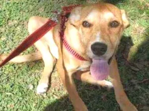 Cachorro raça srd idade 7 a 11 meses nome Mirana