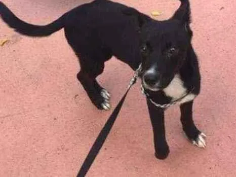 Cachorro ra a SRD-ViraLata idade 2 a 6 meses nome Theo