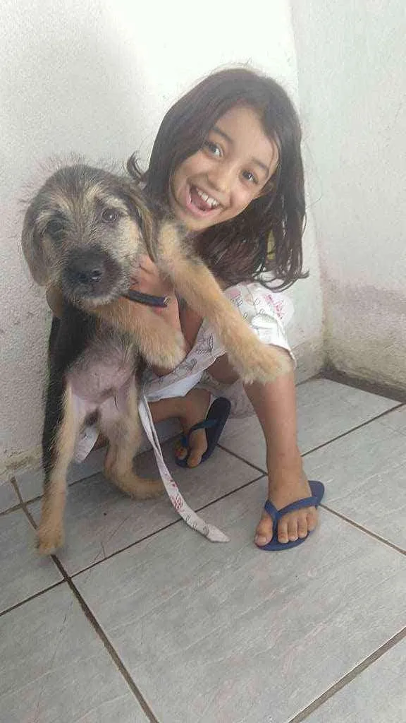 Cachorro ra a Pastor Alemão  idade 2 a 6 meses nome Thor 