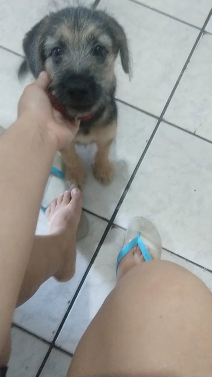 Cachorro ra a Pastor Alemão  idade 2 a 6 meses nome Thor 