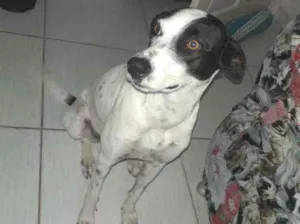 Cachorro raça SRD idade 1 ano nome Mel