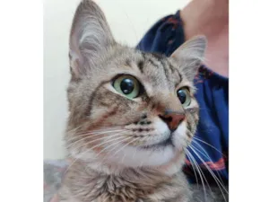 Gato raça Srd idade 1 ano nome Lion