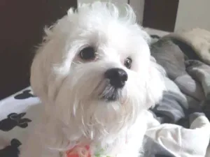 Cachorro raça Maltês idade 2 anos nome Bolt