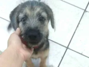 Cachorro raça Pastor Alemão  idade 2 a 6 meses nome Thor 