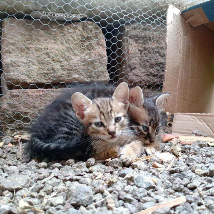 Gato ra a Srd idade 2 a 6 meses nome Preguiça e Branca
