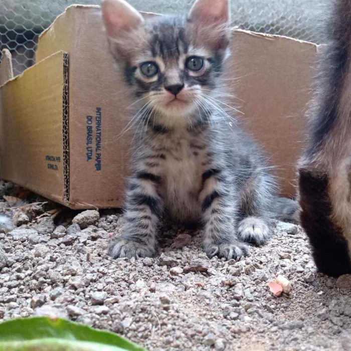 Gato ra a Srd idade 2 a 6 meses nome Preguiça e Branca