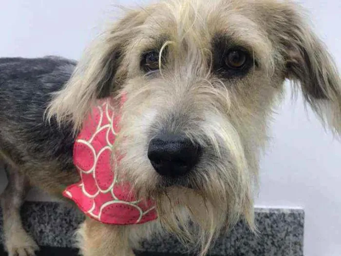 Cachorro ra a Vira lata idade 3 anos nome Bella