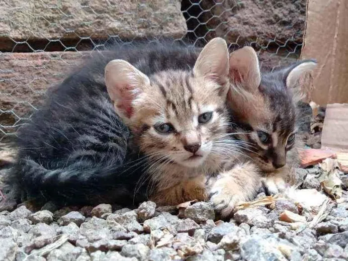 Gato ra a Srd idade 2 a 6 meses nome Preguiça e Branca