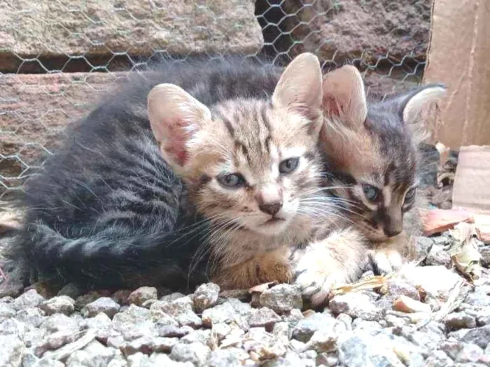 Gato ra a Srd idade 2 a 6 meses nome Preguiça e Branca