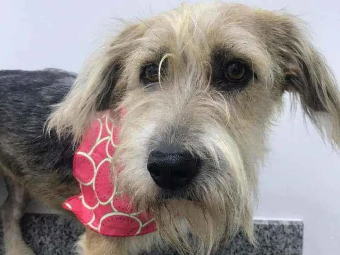 Cachorro ra a Vira lata idade 3 anos nome Bella