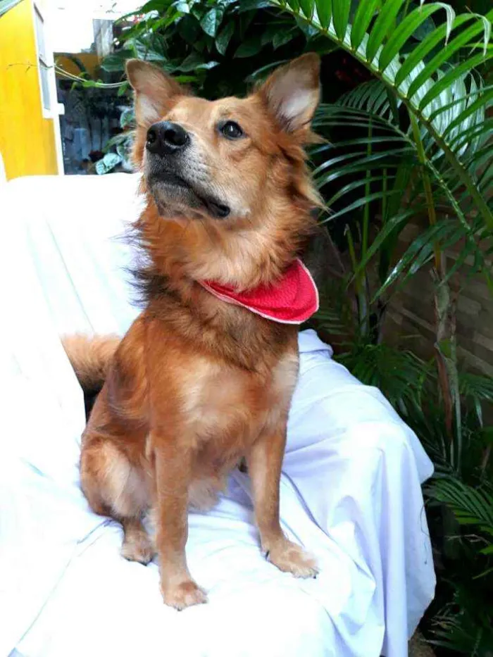 Cachorro raça  idade 3 anos nome Spaik 