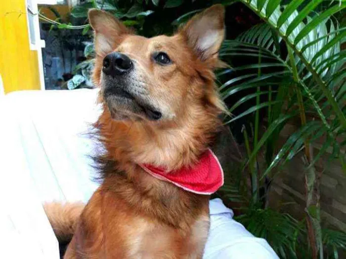 Cachorro raça  idade 3 anos nome Spaik 