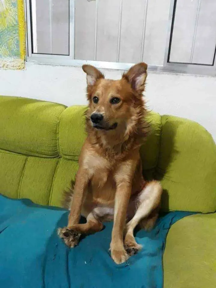 Cachorro raça  idade 3 anos nome Spaik 