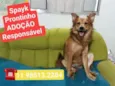 Cachorro raça  idade 3 anos nome Spaik 