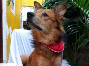 Cachorro raça  idade 3 anos nome Spaik 