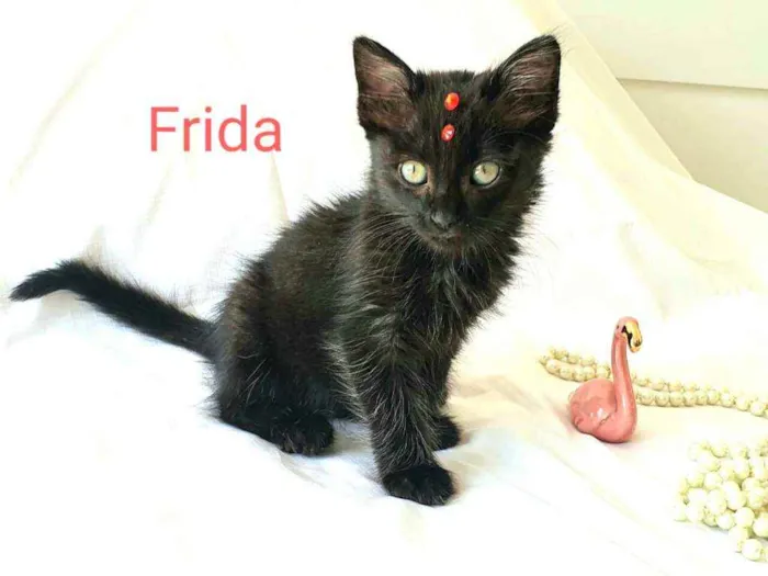 Gato ra a  idade Abaixo de 2 meses nome Frida  ( filhote)